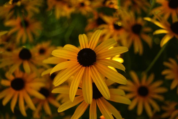 Flores Amarelas Jardim Frente Verão — Fotografia de Stock