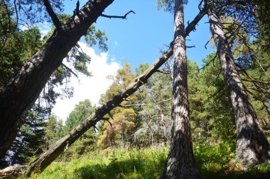 Şiddetli bir fırtınadan sonra yosun kaplı eski bir ağaç devrildi.
