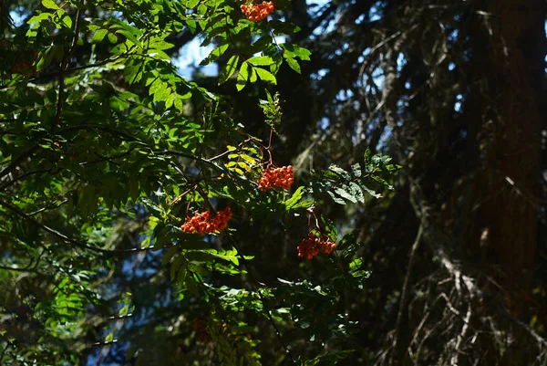 Оранжевые Скопления Дикого Горного Пепла Высокогорном Хвойном Лесу Летом — стоковое фото
