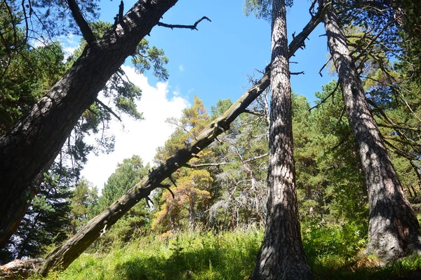 Şiddetli bir fırtınadan sonra yosun kaplı eski bir ağaç devrildi.