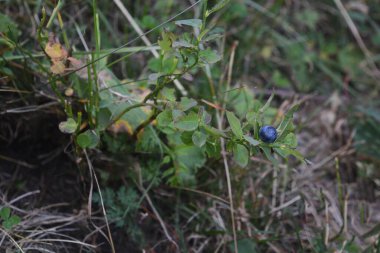 Böğürtlen çalısı Yazın yüksek dağlarda