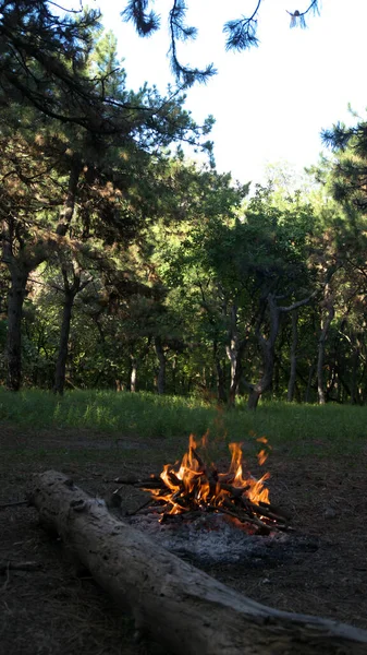 在夏日的森林里燃起篝火 — 图库照片