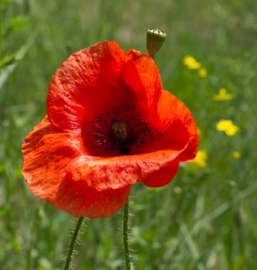 Parlak kırmızı gelincik çiçeği güneşli bir günde bahar otlağının arka planında