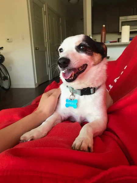 Lekfull Snäll Och Bedårande Vit Och Svart Jack Russel Terrier — Stockfoto