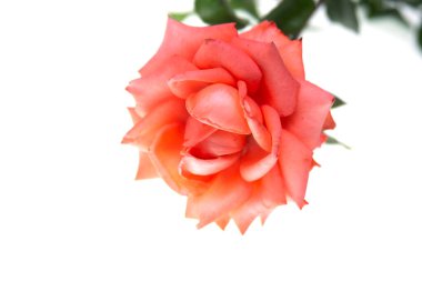 Beyaz arka planda gül. Kırmızı bir gülün dalını izole et..