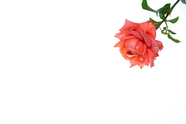 Beyaz arka planda gül. Kırmızı bir gülün dalını izole et..