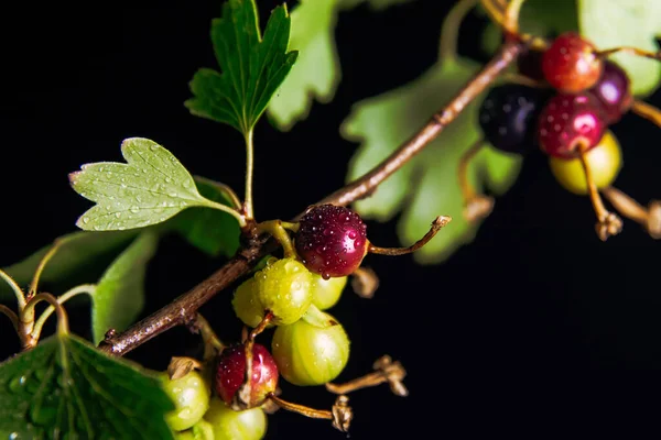 Bir dalda frenk üzümü. Frenk üzümü.