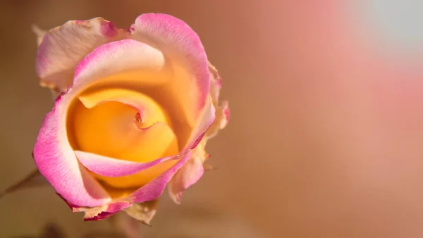 Gyönyörű Rózsaszín Rózsa Sárga Háttérrel Üdvözlőlap Rózsával Dizájner Üres — Stock Fotó