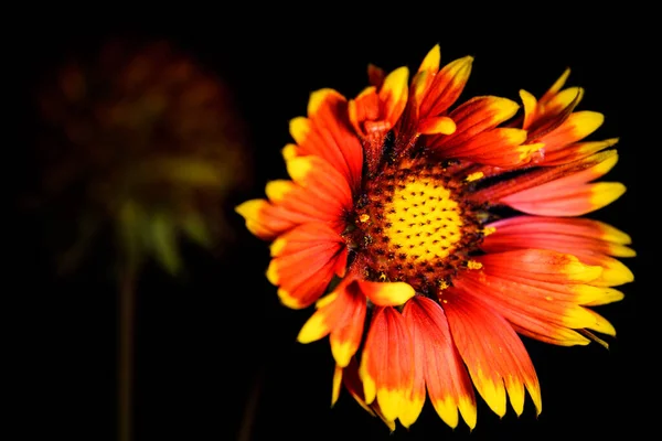 Fiore Rosso Brillante Sfondo Nero Fiore Spiegato Verso Luce Fondo — Foto Stock