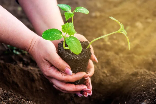 Primavera Plantando Tomate Mãos Femininas Carinhosas Plantam Mudas Jovens Tomate Imagem De Stock