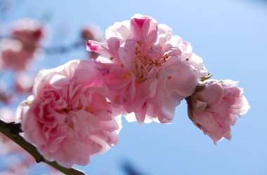 Bahar. Genellikle baharda sakura çiçek açar. Sakura çiçeklerinin arka planı.