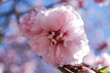 Bahar. Genellikle baharda sakura çiçek açar. Sakura çiçeklerinin arka planı.