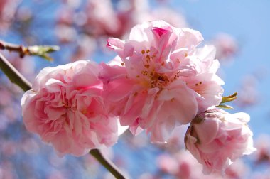 Bahar. Genellikle baharda sakura çiçek açar. Sakura çiçeklerinin arka planı.