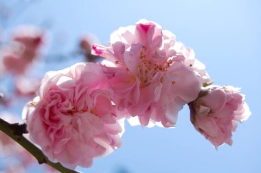 Bahar. Genellikle baharda sakura çiçek açar. Sakura çiçeklerinin arka planı.
