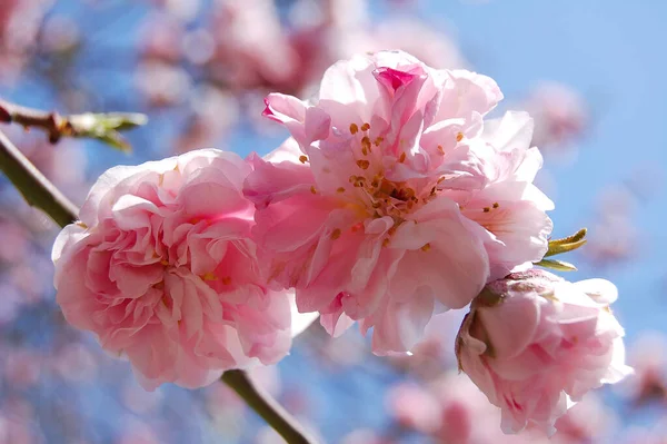 Bahar. Genellikle baharda sakura çiçek açar. Sakura çiçeklerinin arka planı.