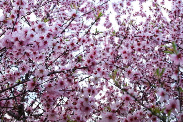 Lente Meestal Bloeit Sakura Het Voorjaar Achtergrond Van Sakura Bloemen — Stockfoto