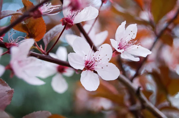 春には桜がよく咲く 桜の背景 — ストック写真
