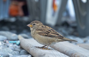 Serçe. Kültürel manzaranın tipik sakini. Bu kuşa ev serçesi denir. Neredeyse her zaman olumlu duygular yaratır..
