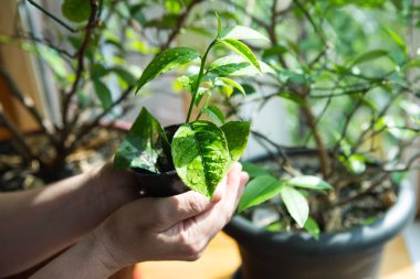 Hayat devam ediyor. Genç filizler eskilerin yerini alır. Kadınların el destanında, yaşlı bir limon ağacının arka planında genç bir filiz..