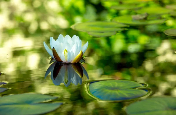 Vit Lotus Ytan Dammen Tidigt Morgonen Solen Vattnet Med Blommande — Stockfoto