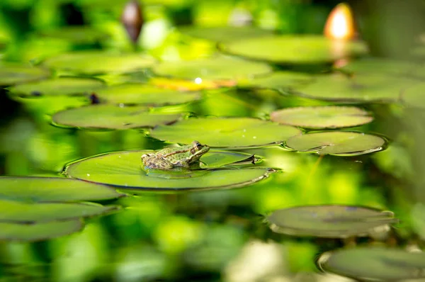 Groda Dammen Grodan Badar Solen Sittandes Ett Lotusblad — Stockfoto