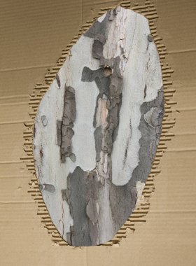 Kullanılmış mukavvanın arka planına karşı bir ağaç gövdesinin kesimi. Karton atık kağıt çevreyi korur. Karton geri dönüşüm konsepti. Karton geri dönüşümü.