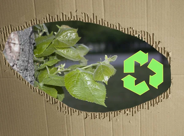 Folhas Verdes Jovens Contra Fundo Papelão Usado Resíduos Papel Cartão — Fotografia de Stock