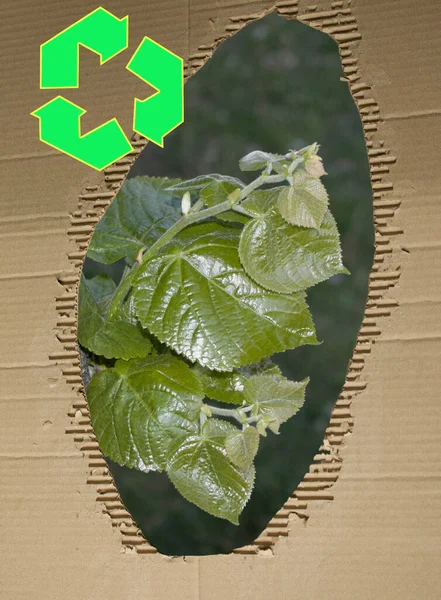 Folhas Verdes Jovens Contra Fundo Papelão Usado Resíduos Papel Cartão — Fotografia de Stock
