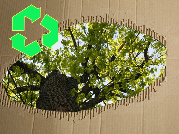使用済み段ボールを背景に樹冠 段ボール廃棄物紙は環境を保護します 段ボールのリサイクルコンセプト 段ボールのリサイクル — ストック写真