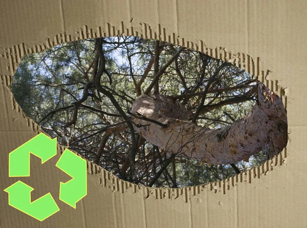 Korona Drzewa Tle Zużytego Kartonu Papier Makulaturowy Chroni Środowisko Koncepcja — Zdjęcie stockowe