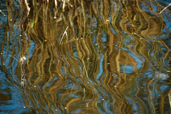 Effect Reflection Stems Reeds Reflected Wavy Water — Stock Photo, Image
