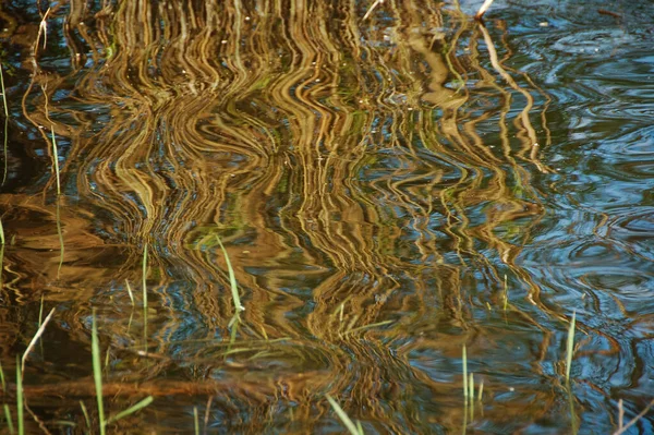 Effetto Della Riflessione Fusti Delle Canne Riflettono Sull Acqua Ondulata — Foto Stock