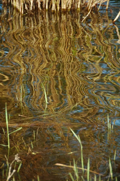 Effect Reflection Stems Reeds Reflected Wavy Water — Stock Photo, Image