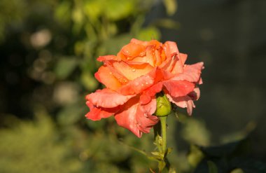 Gün batımında bir gül çiçeği. Yapraklar açıkça su damlacıklarını gösteriyor..