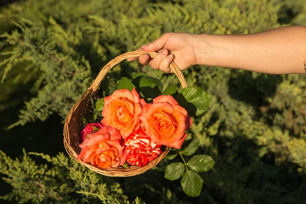 A bouquet of roses. A basket with roses in a woman\'s hand against the background of the junipers.