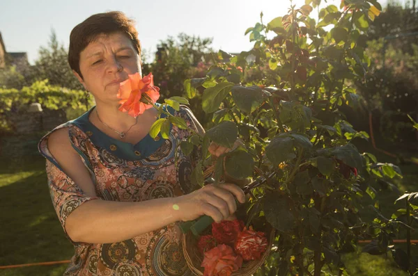 Жінка Середнього Віку Троянда Жінка Вдихає Аромат Троянди Заході Сонця — стокове фото