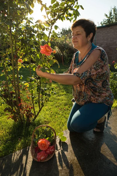 Middle-aged woman and a rose. The woman inhales the aroma of the rose at sunset. The rose shines at sunset.