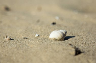 Deniz kabuğu. Kumda deniz kabuğu. Kumlu sarı arkaplan.