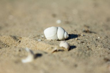 Deniz kabuğu. Kumda deniz kabuğu. Kumlu sarı arkaplan.