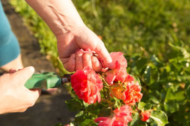 Çiçek açarken güllere dikkat et. Kadın çiçek açan çiçekleri kesiyor. Kadın eli..
