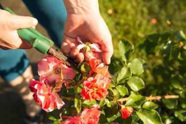 Çiçek açarken güllere dikkat et. Kadın çiçek açan çiçekleri kesiyor. Kadın eli..