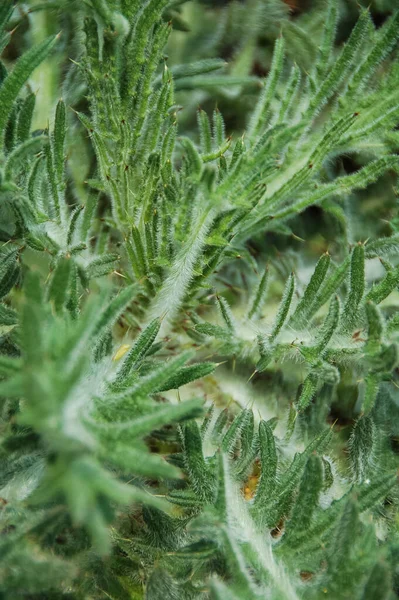 Αρτεμισία Αψινθίου Ένα Μακροσκοπικό Πλάνο Του Wormwood Artemisia Absinthium — Φωτογραφία Αρχείου