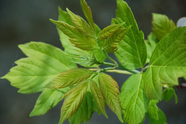 Ett Ungt Grönt Löv Allt Börjar Växa Tidigt Våren — Stockfoto