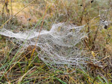 Sonbahar ormanında yürü. İnternette Ross Damlaları.