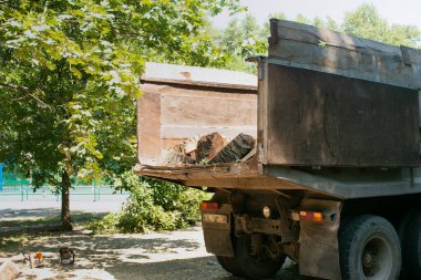 Şehirlerdeki eski tehlikeli ağaçlar kaldırılıyor. Kesilen ağaçları kamyona yükleme işlemi.