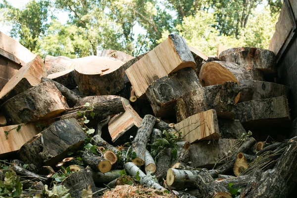 城市里危险的老树正在被砍伐 将锯木装上卡车的过程 — 图库照片