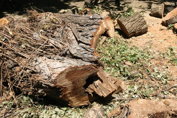 Παλιά Επικίνδυνα Δέντρα Απομακρύνονται Στις Πόλεις Διαδικασία Φόρτωσης Πριονισμένων Δέντρων — Φωτογραφία Αρχείου