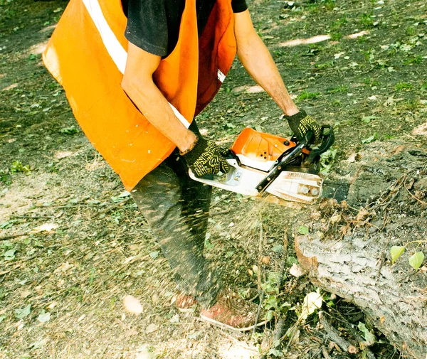 Oude Gevaarlijke Bomen Worden Steden Verwijderd Het Zagen Van Een — Stockfoto