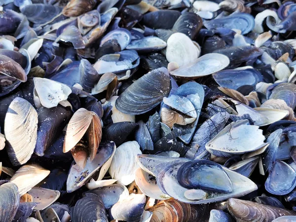 Mussels Background Empty Mussel Shells — Stock Photo, Image