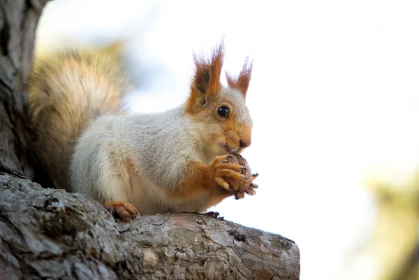 Squirrel on a branch. A cute squirrel holds a nut in its paws.